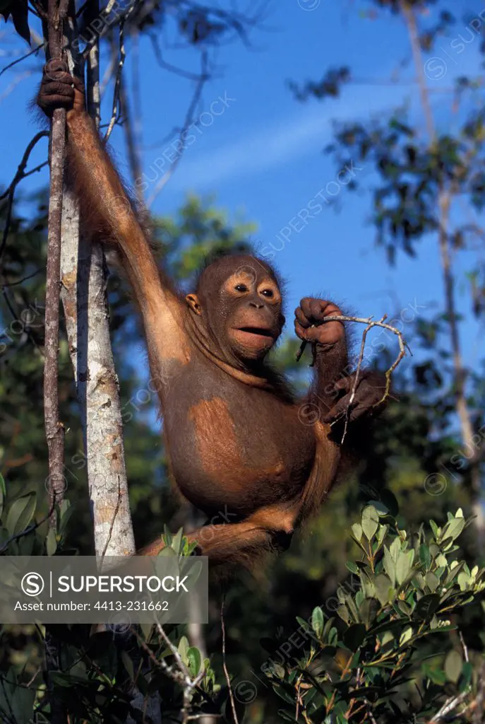 Young Orang-utang on a tree in Indonesia