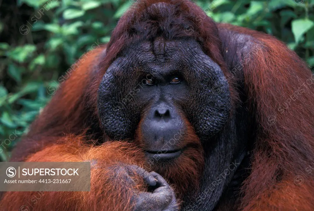 Male Orang-utang with facial disc in Indonesia