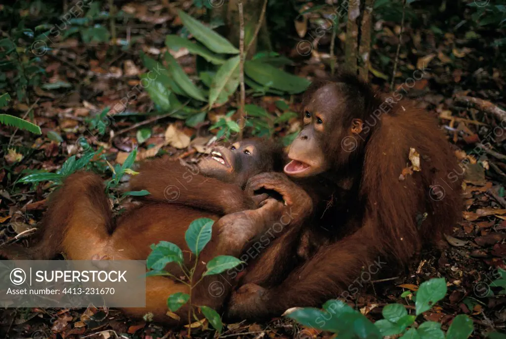Young Orang-utangs playing on the ground in Indonesia