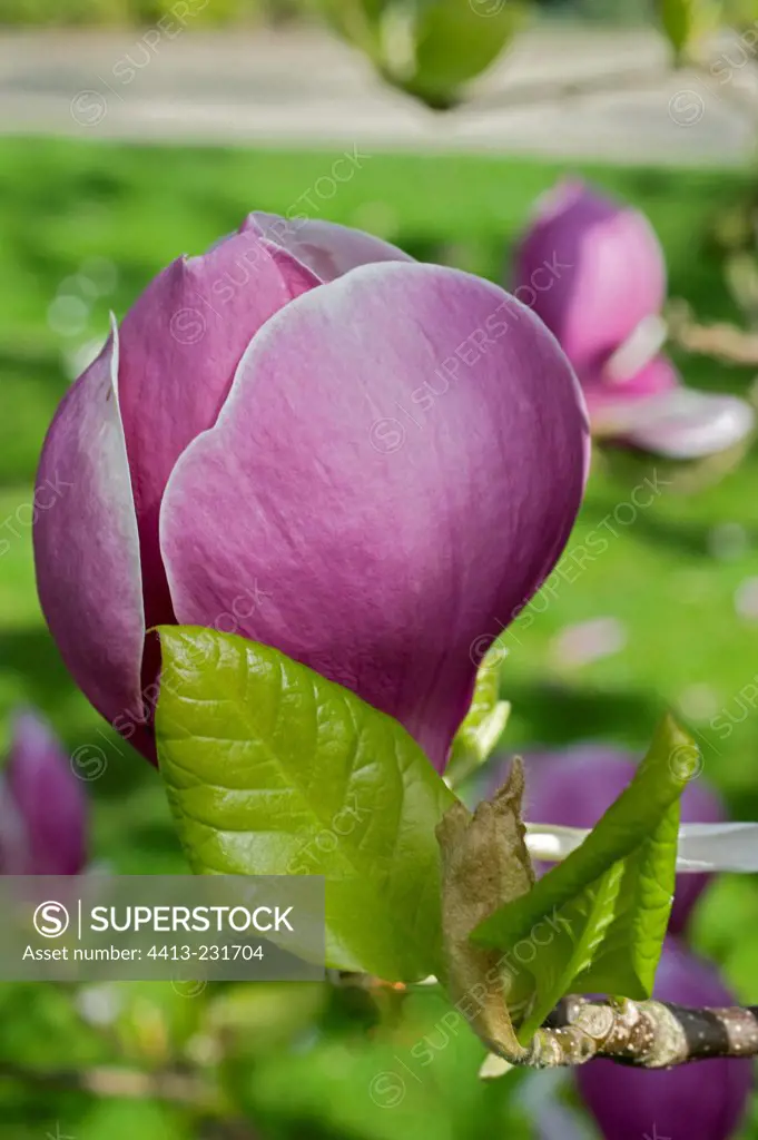 Flower of magnolia at spring