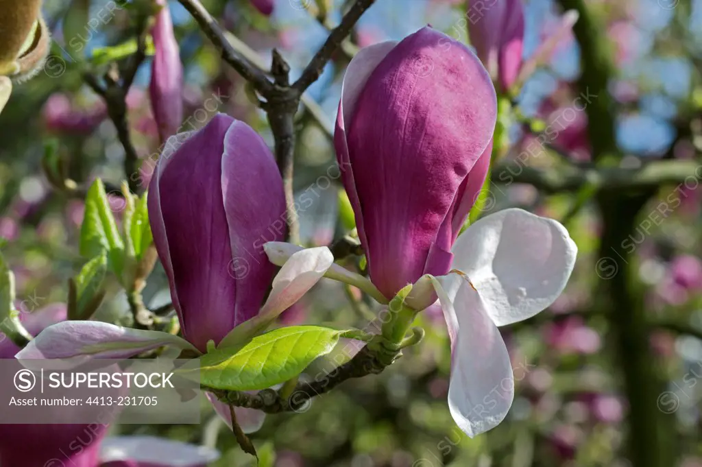 Flowers of magnolia at spring