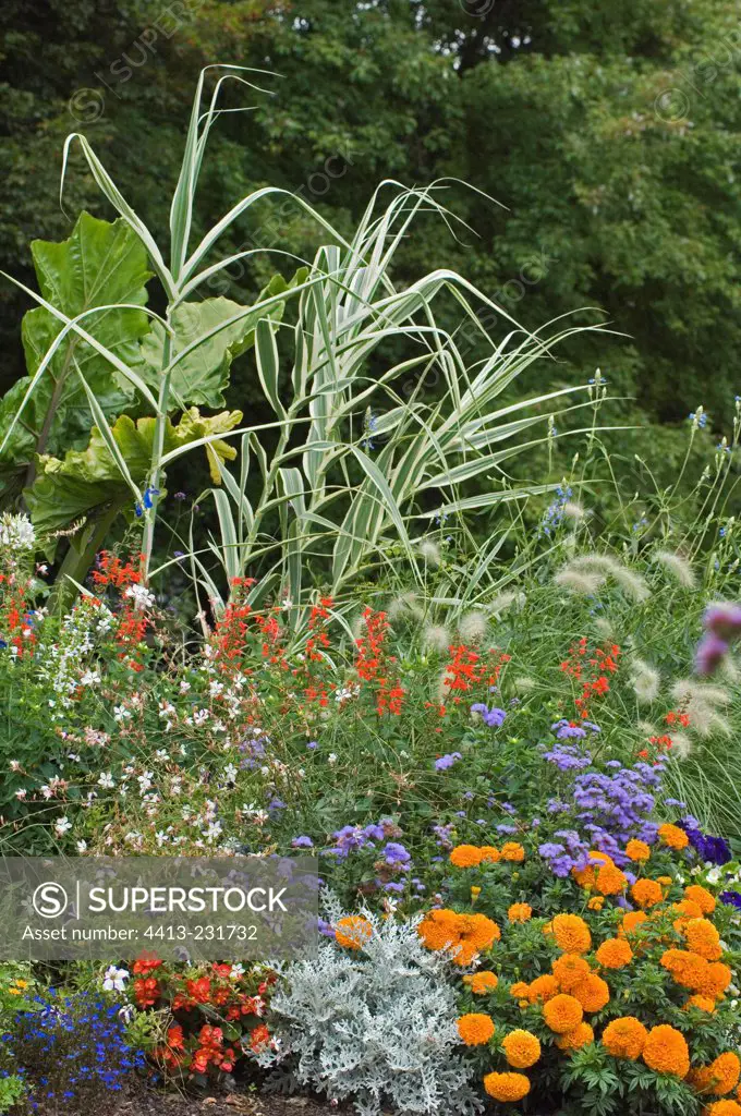 Summer annual flowerbeds in a garden