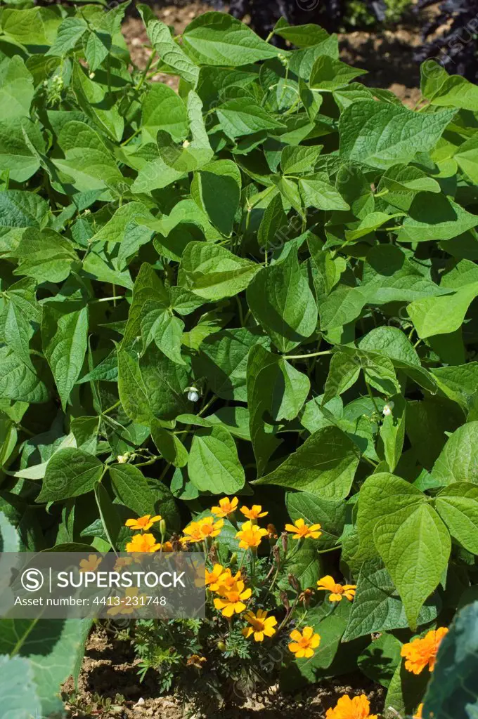 Green beans and marigolds at kitchen garden