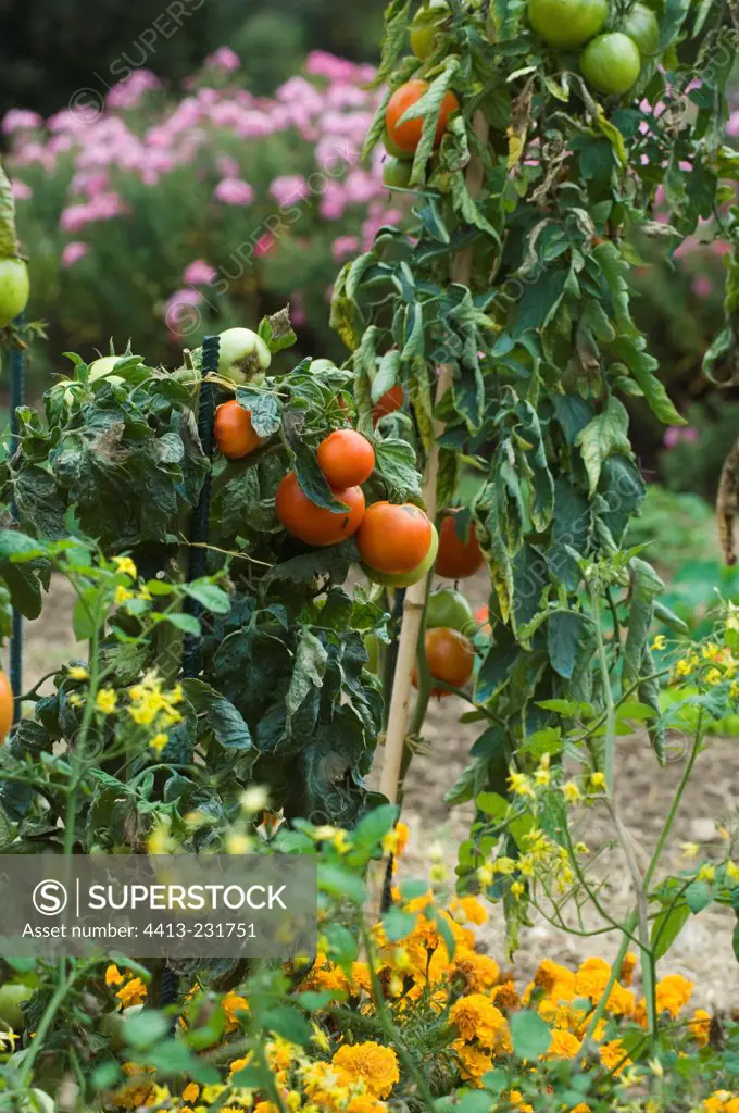 Tomatoes and marigolds at kitchen garden