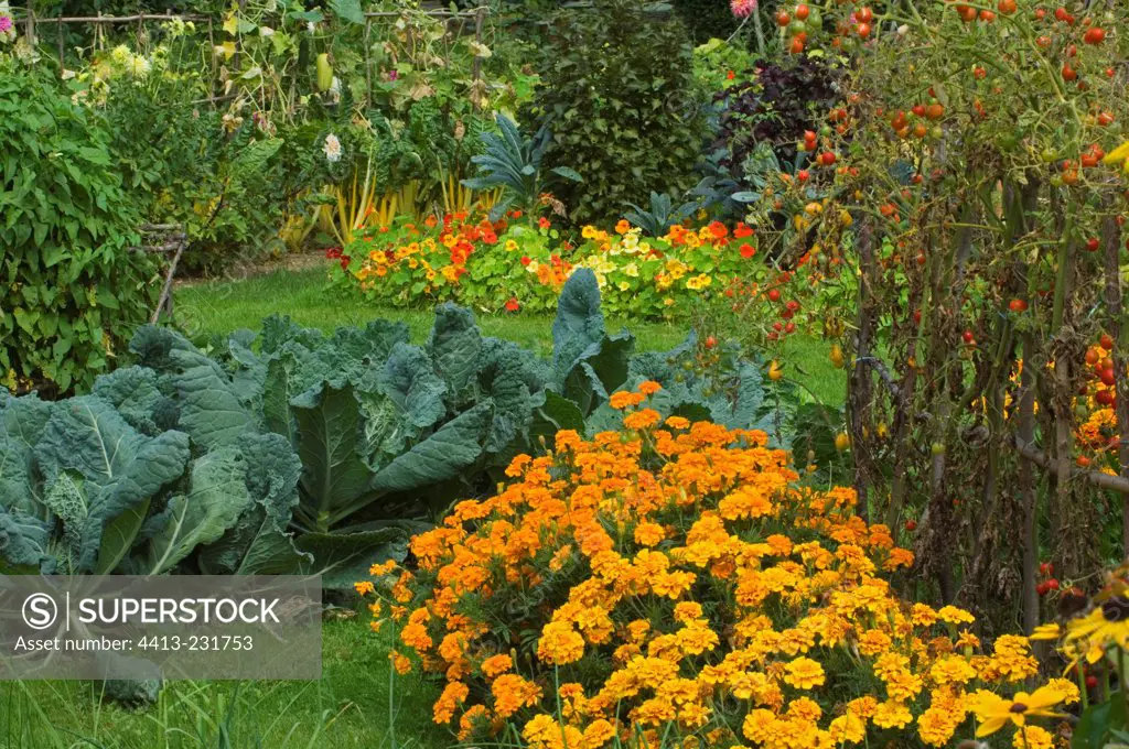Cabbages and marigolds at kitchen garden