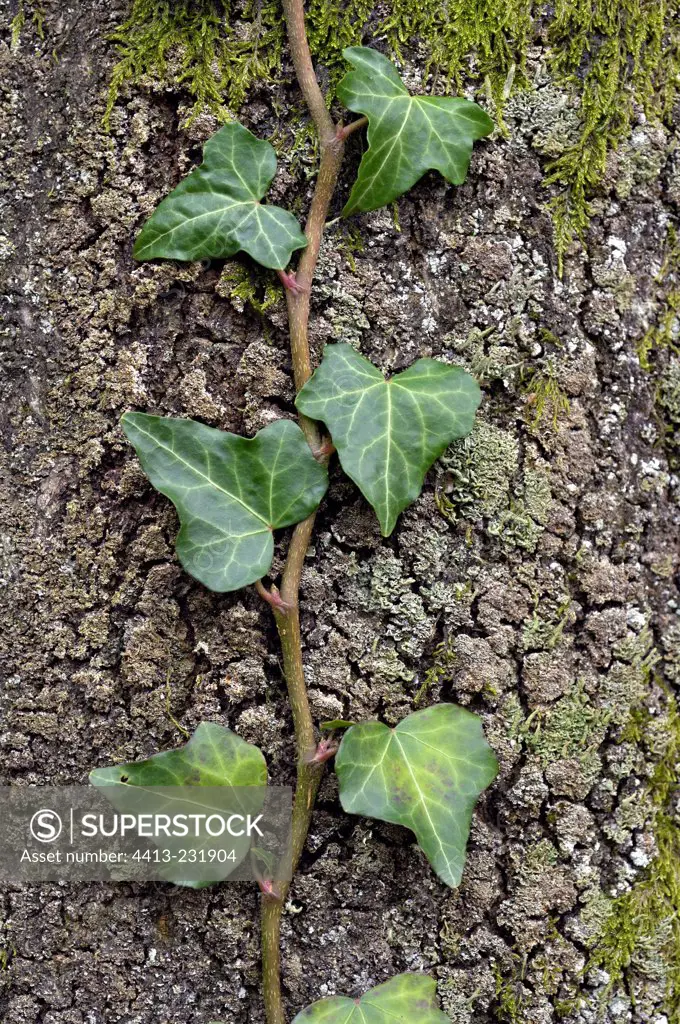 English Ivy crawling on an Oak trunc