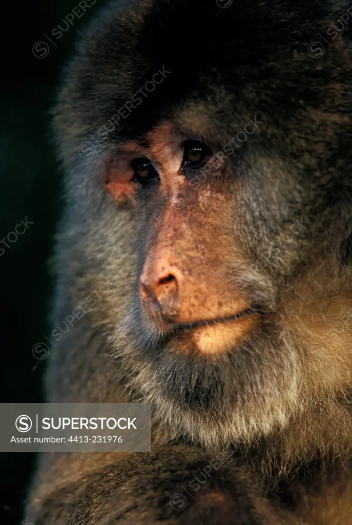 Portrait of a male Tibetan Macaque on Mount Emei Chine