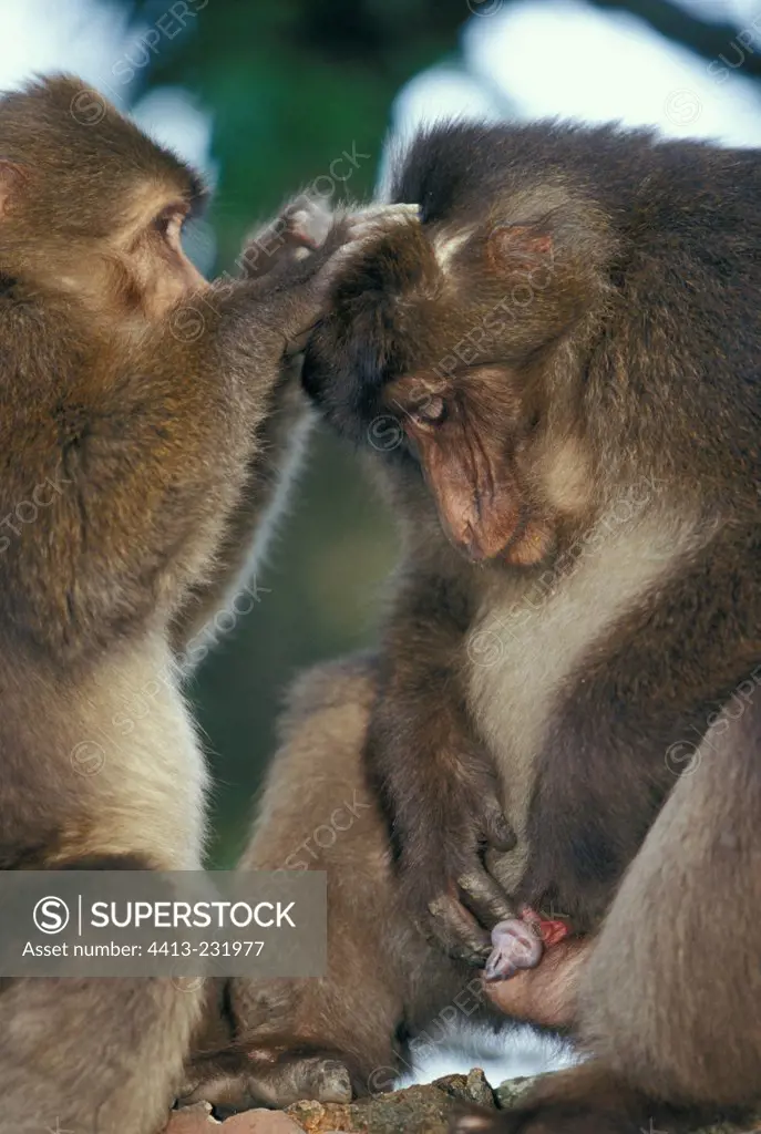 Two Tibetan Macaques grooming on Mount Emei Chine