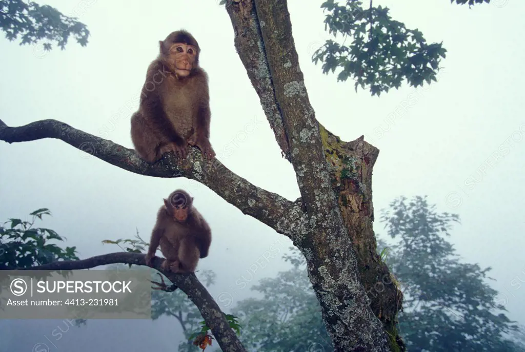 Juvenile Tibetan Macaques on a tree Mount Emei China