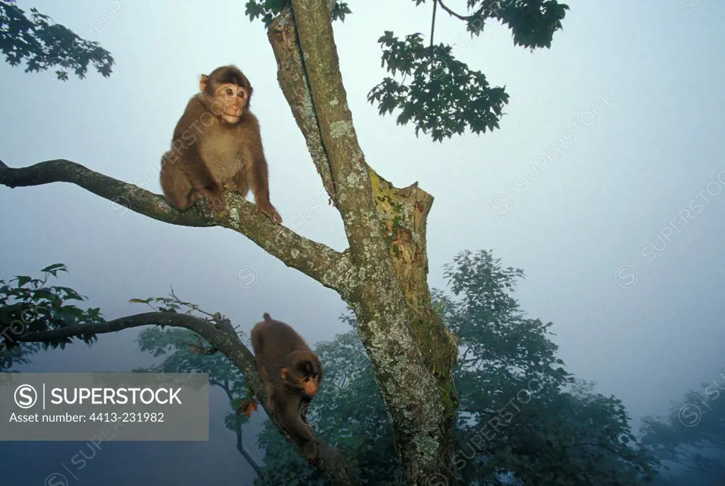 Juvenile Tibetan Macaques on a tree Mount Emei China