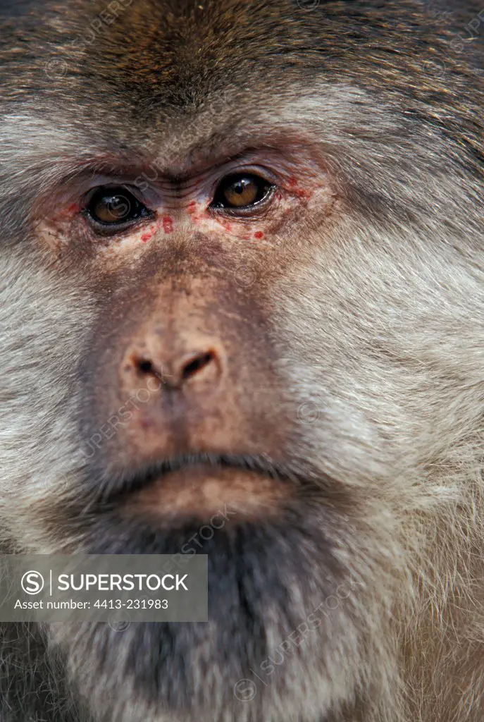 Portrait of a male Tibetan Macaque Mount Emei China