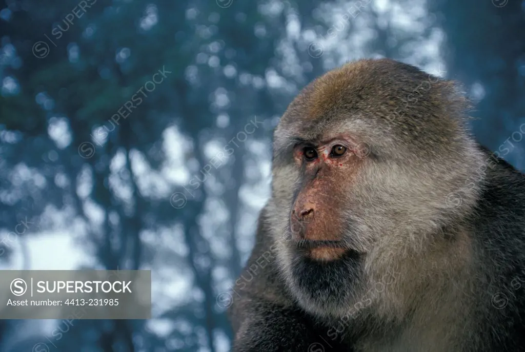 Portrait of a male Tibetan Macaque in Mount Emei China