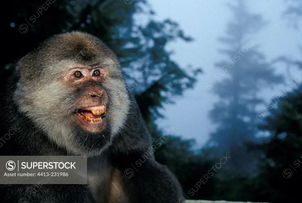 Portrait of a Male Tibetan Macaque in Mount Emei China