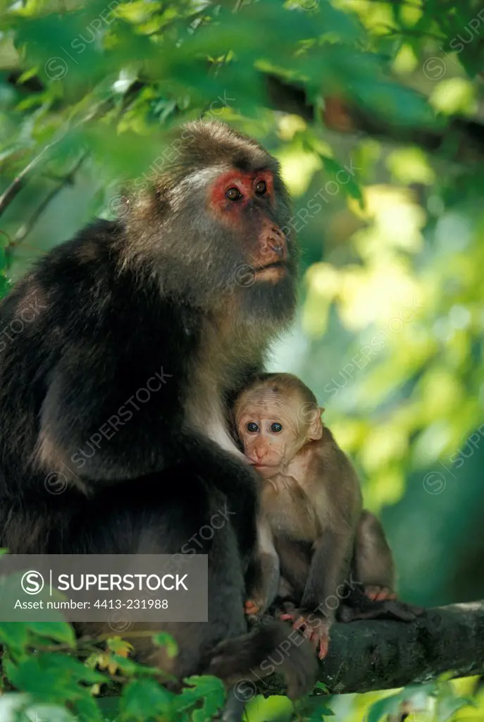 Female and young Tibetan Macaques in Mount Emei China