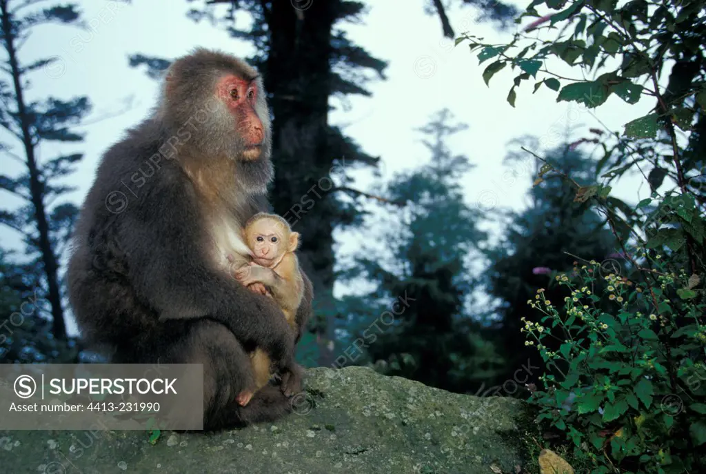 Female and young Tibetan Macaques in Mount Emei China