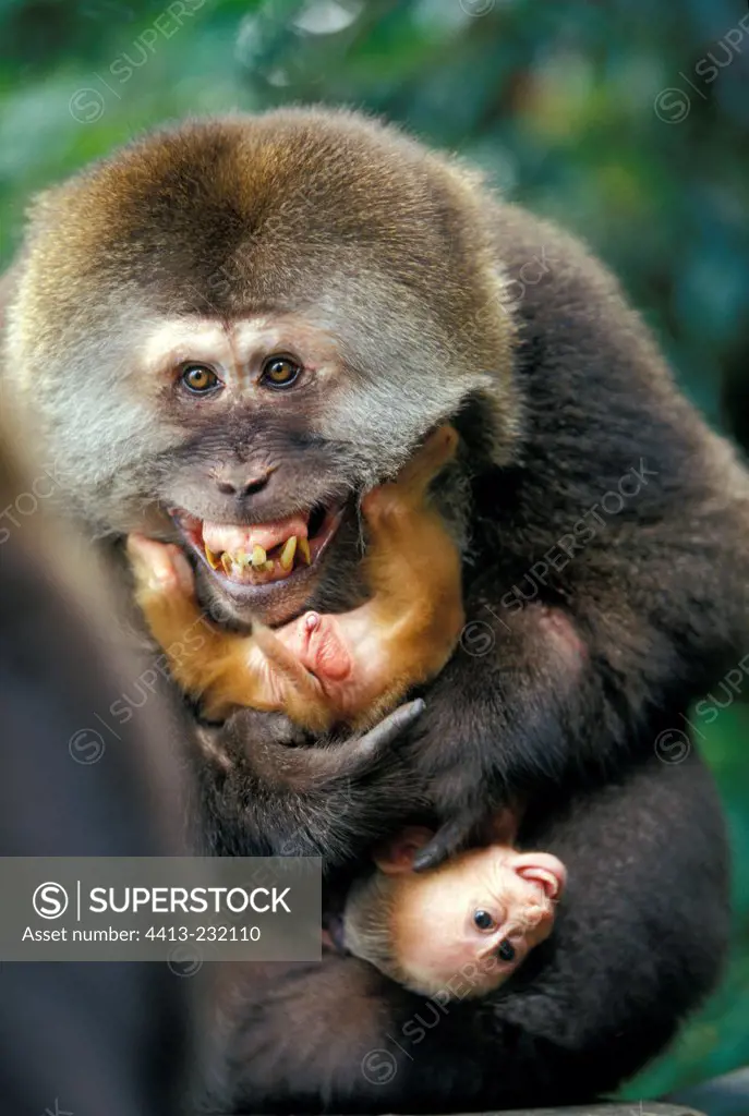 Tibetan Macaque male using a young as agression inhibitor