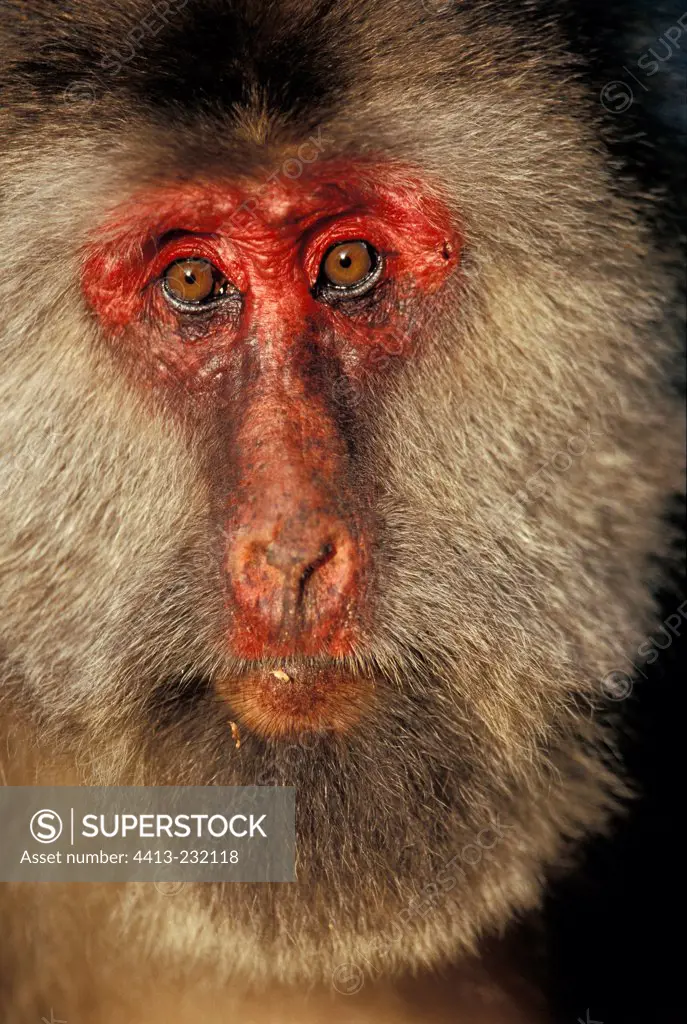 Portrait of a female Tibetan Macaque in Mount Emei China