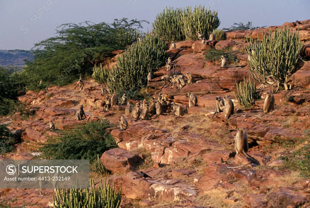 Troop of Hanuman langurs in Rajasthan desert India