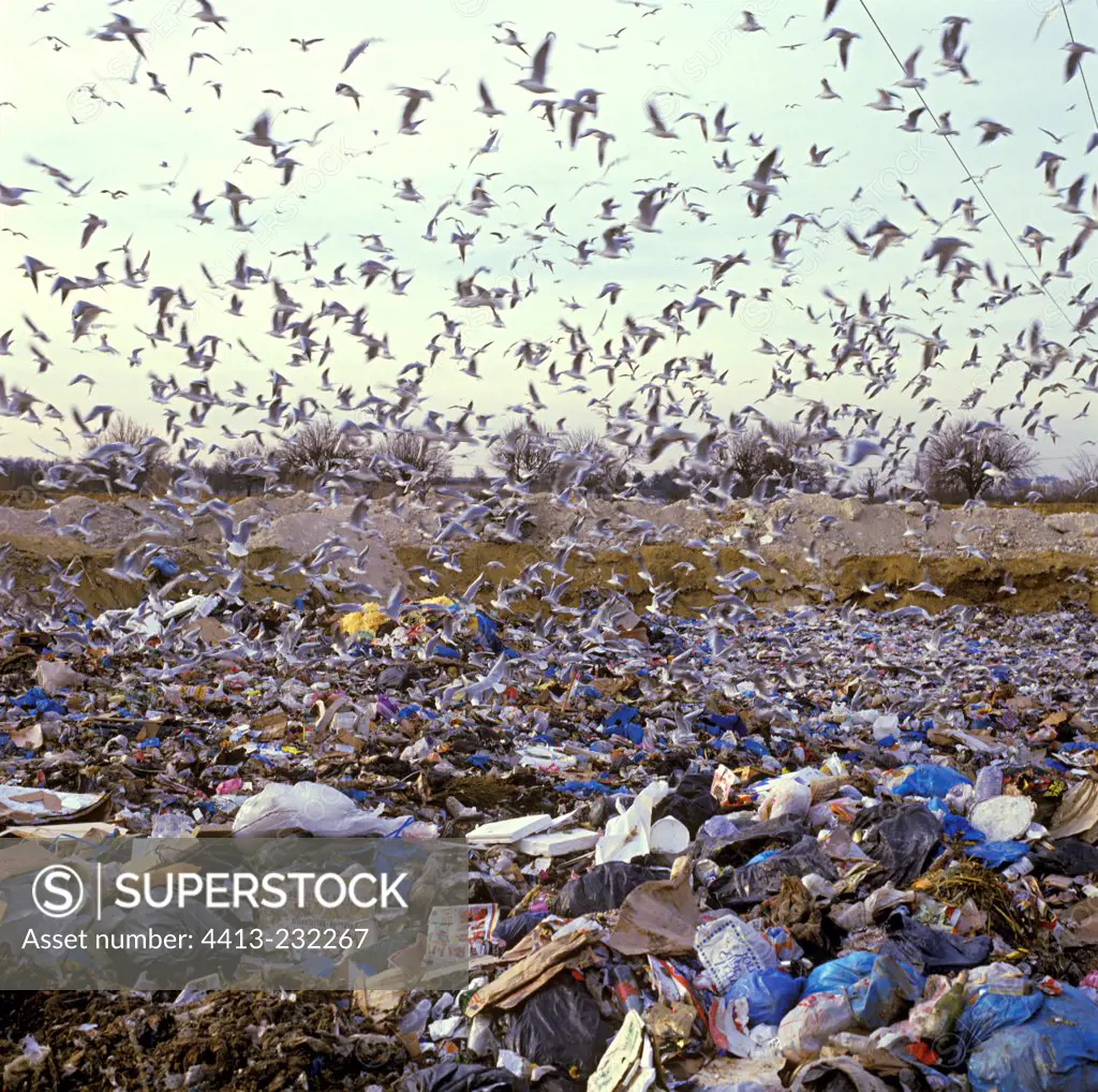 Gulls flying above a garbage dump France