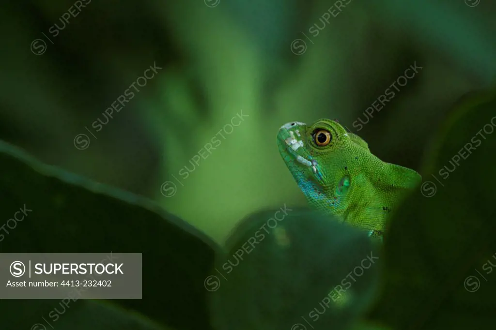 Female Green Basiisk camouflaged in green leaves Costa Rica