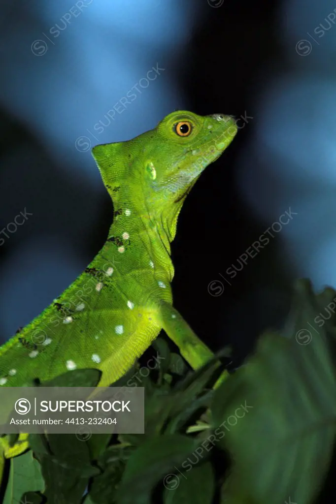 Female Green Basiisk in a tree foliage Costa Rica