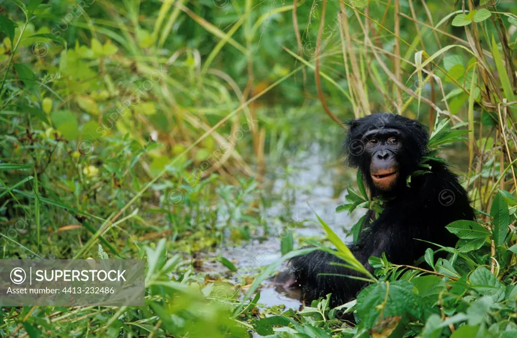 Male Bonobo bathing Lola ya bonobo sanctuary