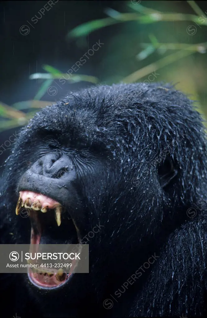 Portrait of a male Mountain gorilla yawning Virunga NP