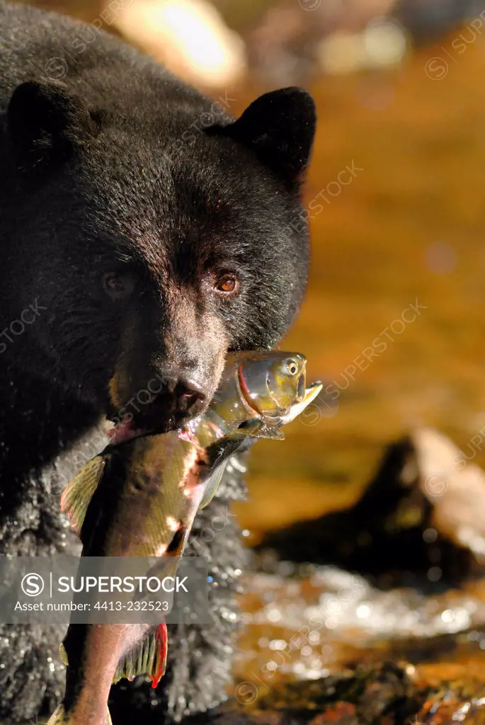Portrait of a Spirit bear with a salmon in mouth Canada