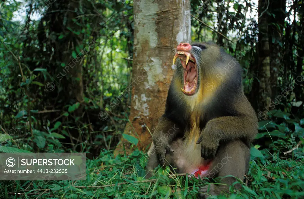 Male Mandrill yawning in the tropical forest Gabon