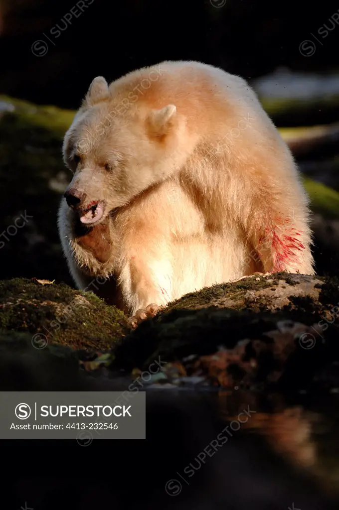Spirit bear itching its head with its paw Canada