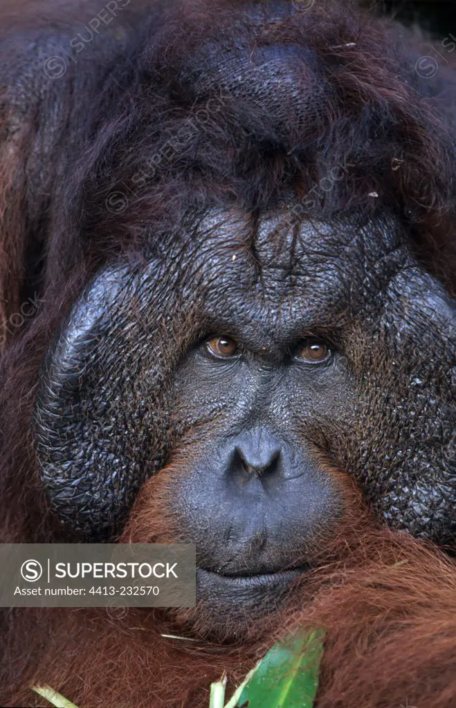 Portrait of a male Orang-utang with facial disc Indonesia