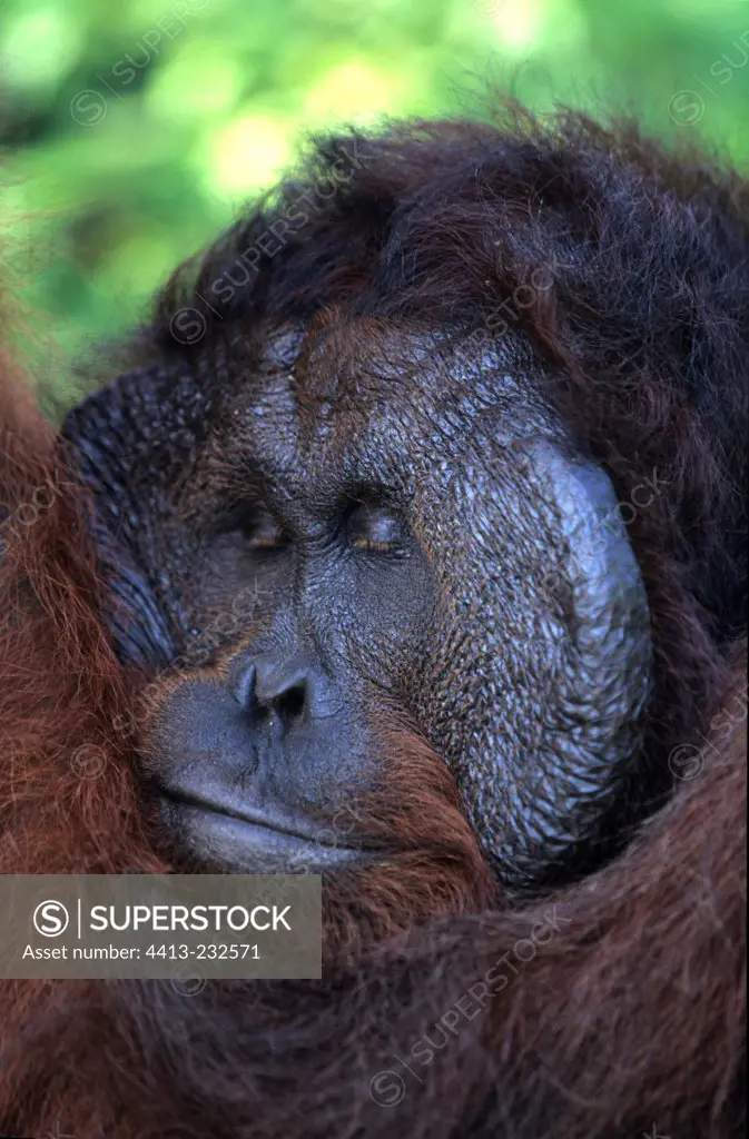 Portrait of a male Orang-utang with facial disc sleeping