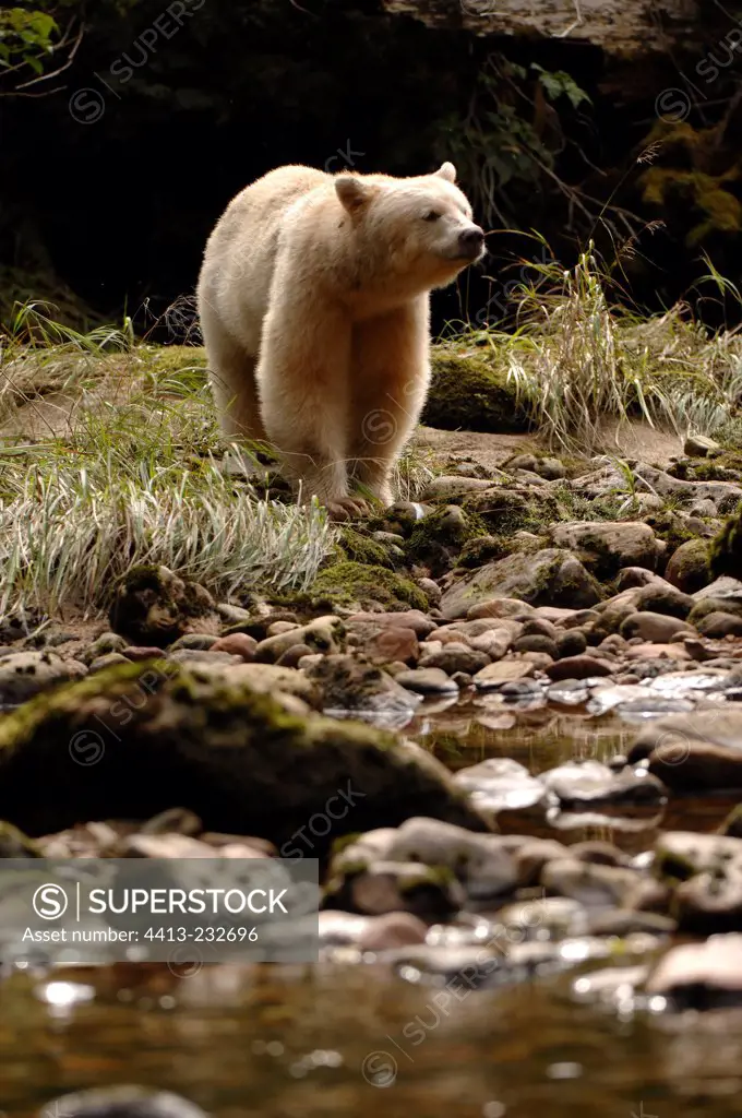 Spirit bear approaching a river Canada