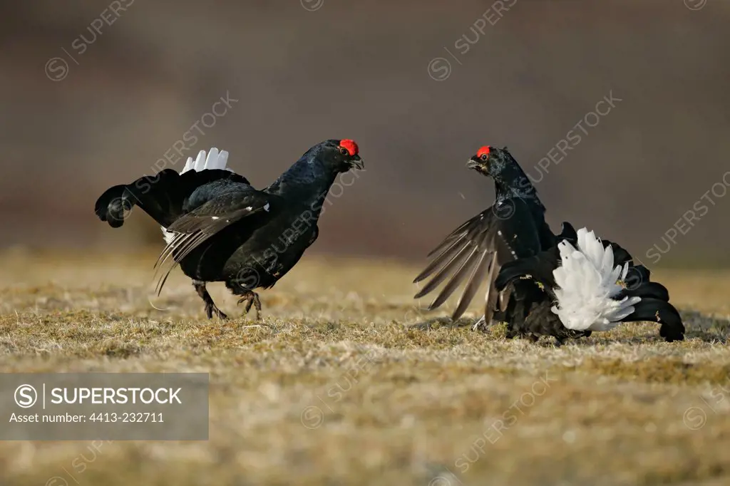Male Black grouses fighting Scotland