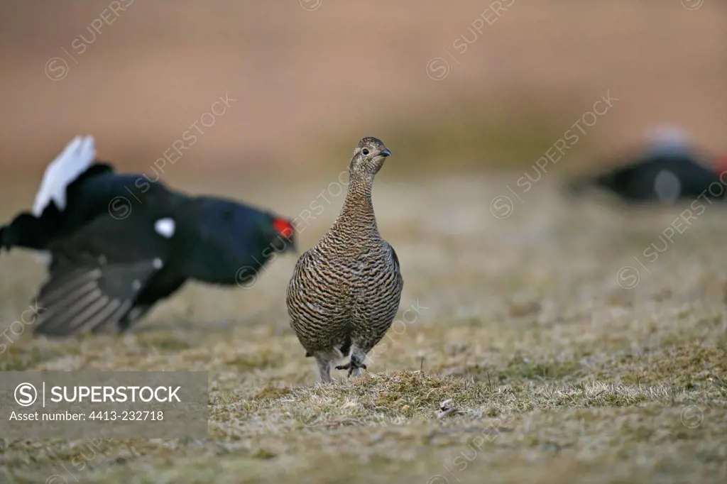 Courtship behavior of a male Black grouse near a female