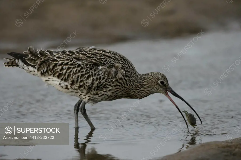 Curlew eating a shell Northumerland United-Kingdom