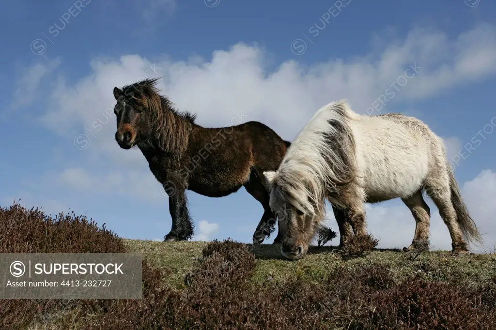 Eriskay ponies grazing Hebrides Scotland