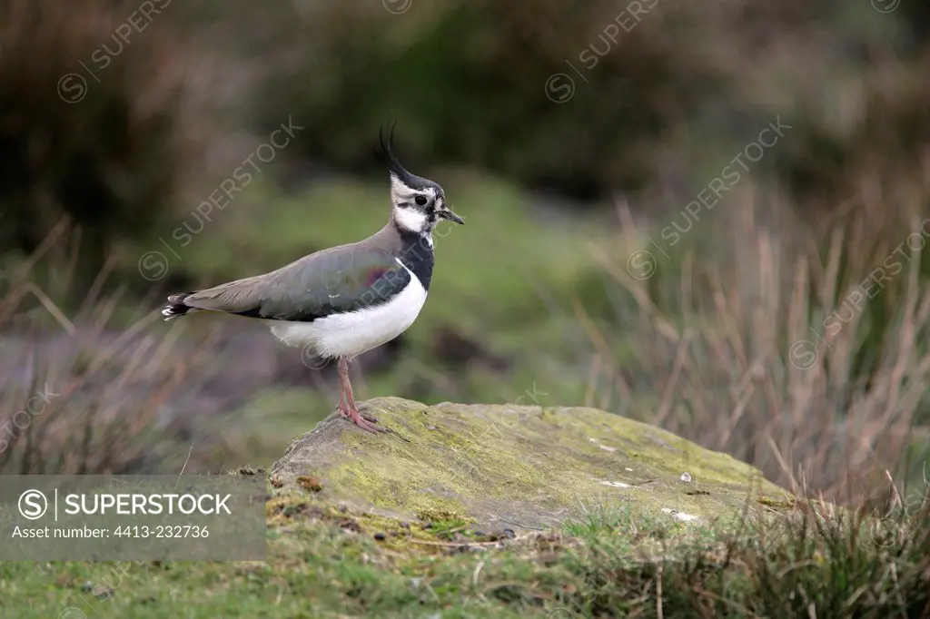 Northern lapwing on a stone United-Kingdom
