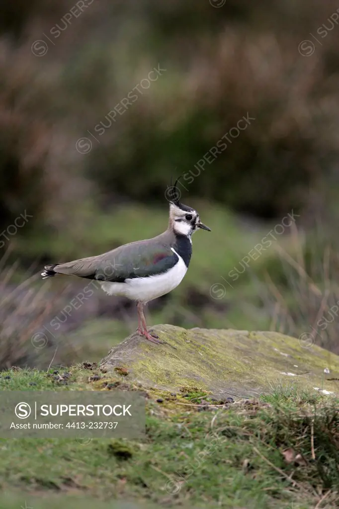 Northern lapwing on a stone United-Kingdom