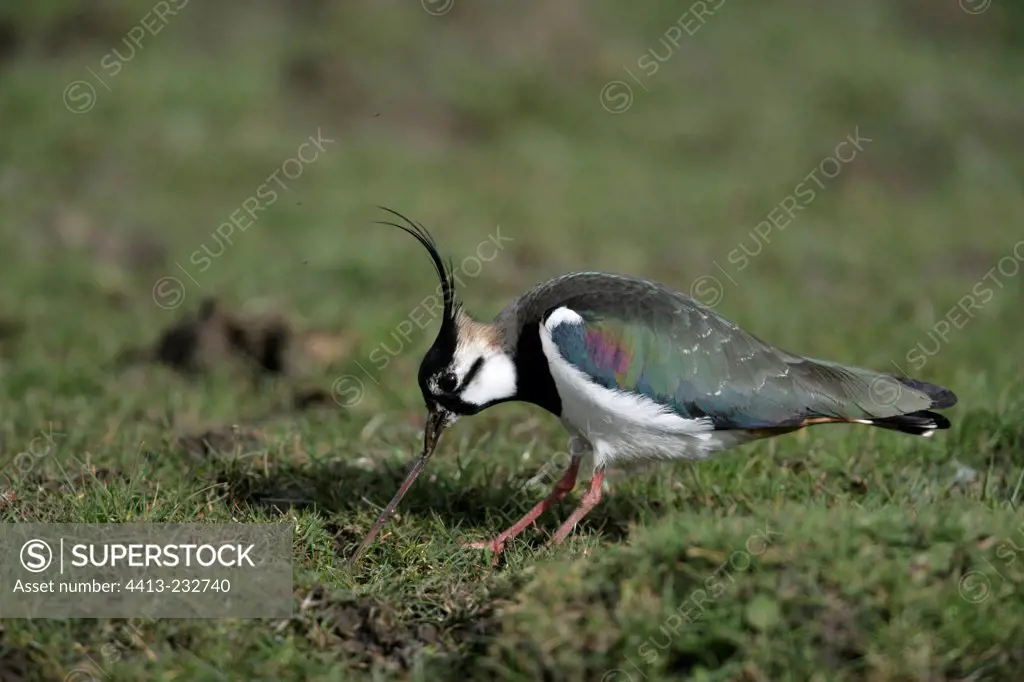 Northern lapwing eating a worm United-Kingdom