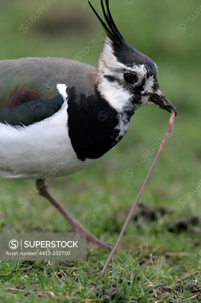 Portrait of a Northern lapwing eating a worm United-Kingdom