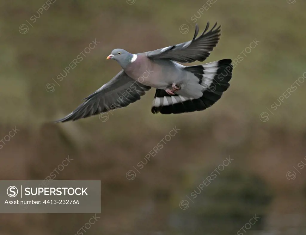 Common wood-pigeon flying United-Kingdom