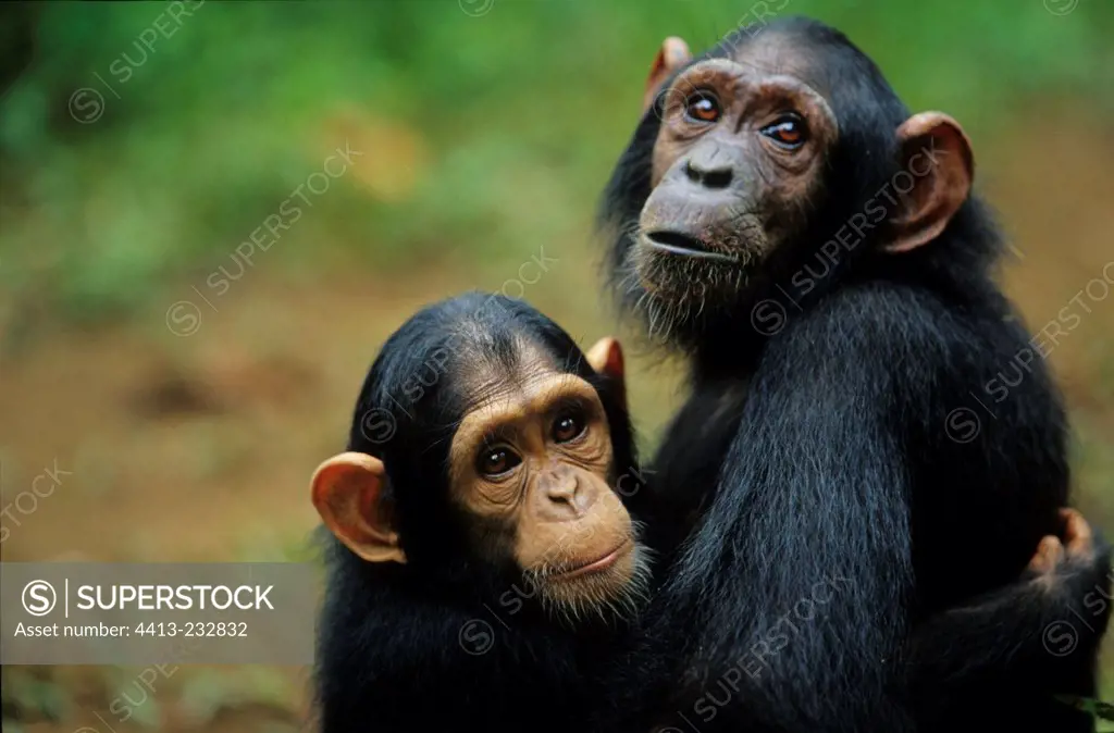 Two young orphan Chimpanzees hugging in Gabon