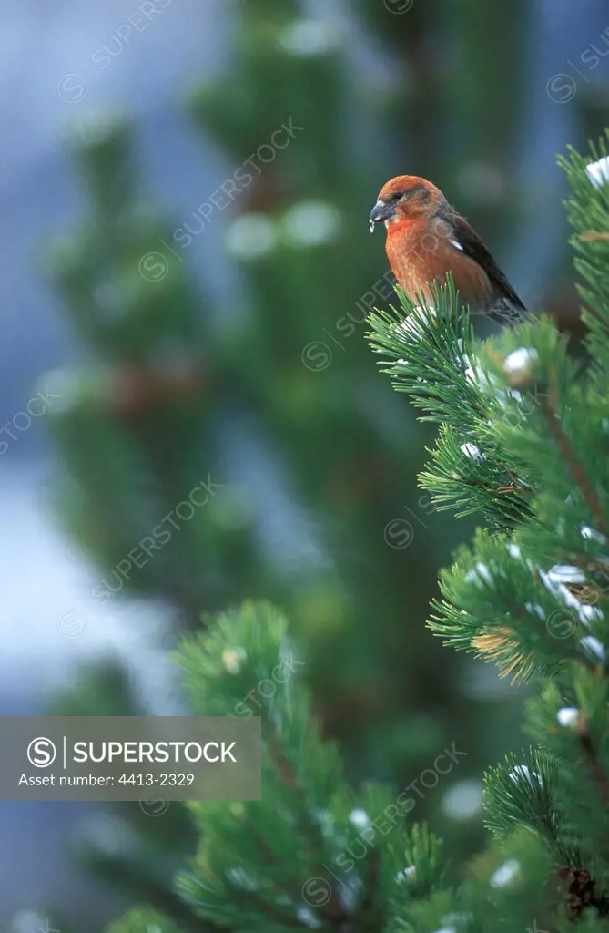 Common Crossbill on conifer branch France