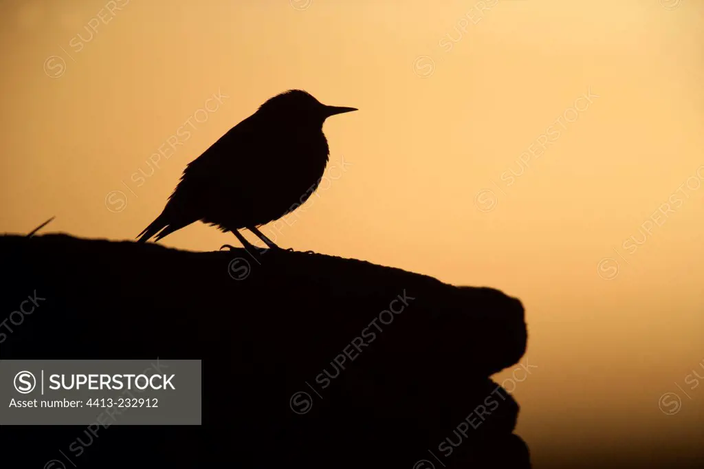 Silhouette of Common starling Hebrides Scotland