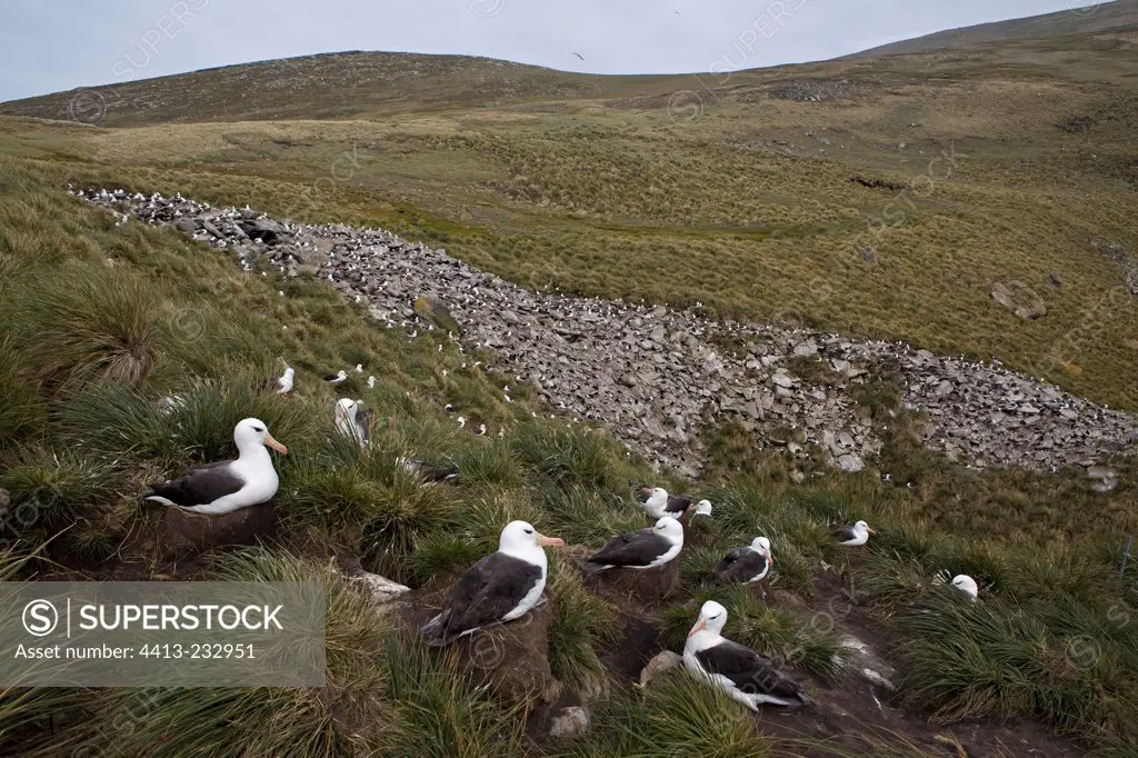 Black-browed Albatross colony in Falkland Islands