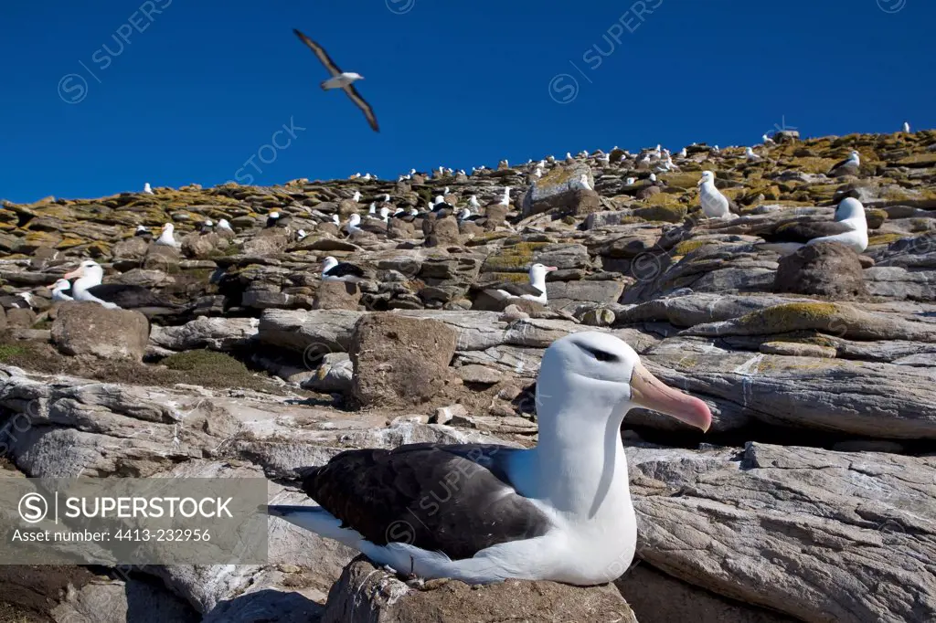 Black-browed Albatross colony and nests Falkland Islands