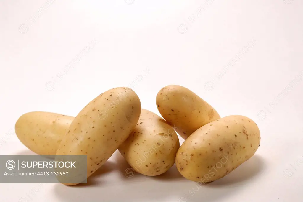 Potatoes 'Amandine' in studio