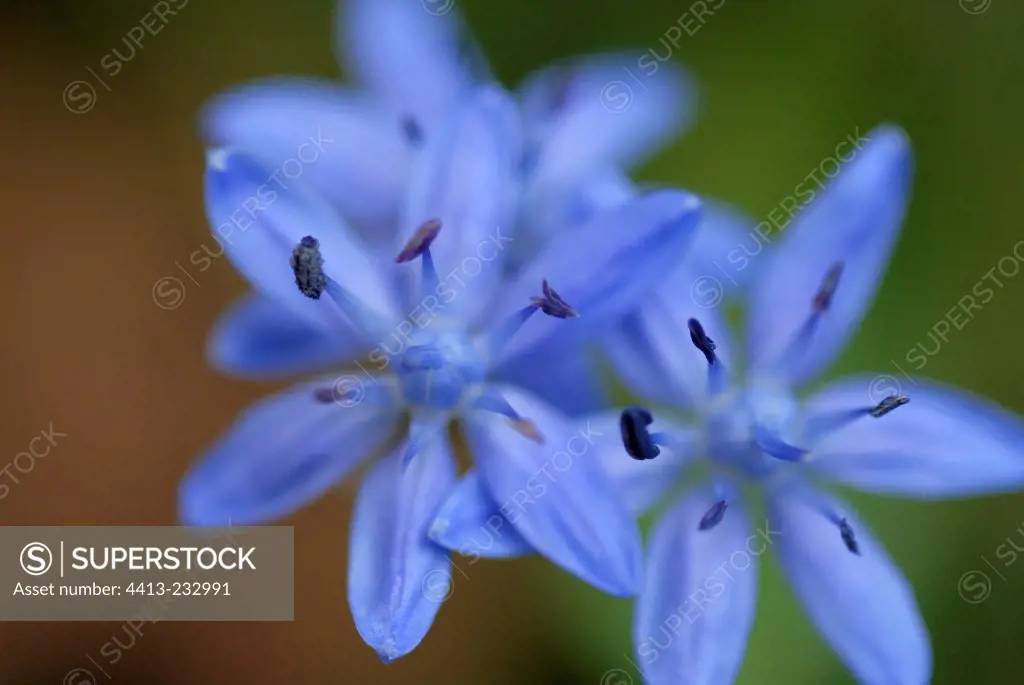 Flowers of Squill
