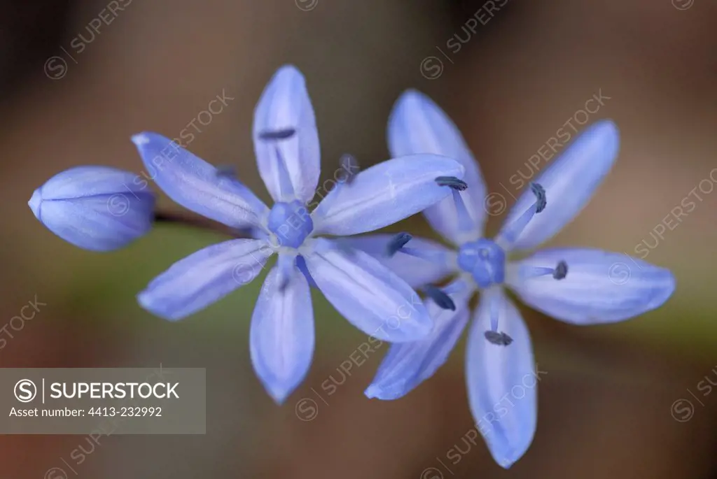 Flowers of Squill